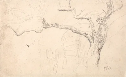 Tree Study